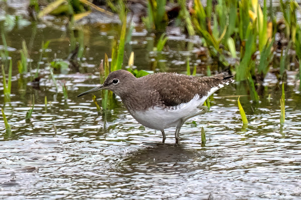 Green sandpiper