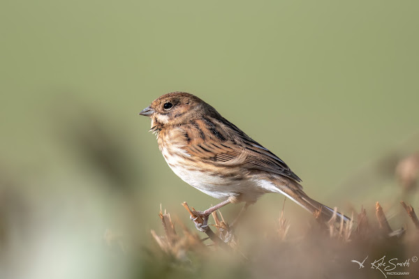 Reed bunting