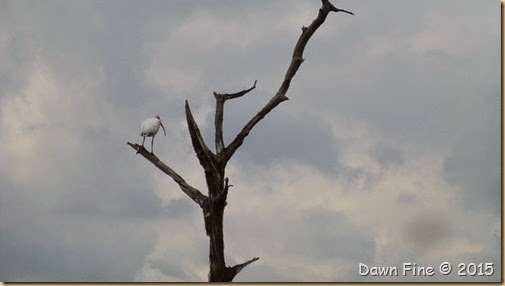 Viera Wetlands (22)