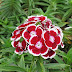 ÇİN KARANFİLİ ( Dianthus chinensis )