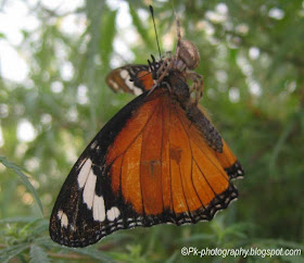 Female Danaid Eggfly Butterfly picture