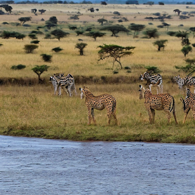 Masai Mara Wildlife Reserve