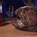 The severed head of a Wolffish can still crush a can of Coke