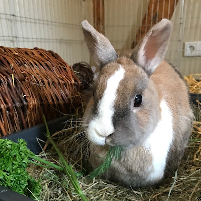 zwergkaninchen sissi van poppel