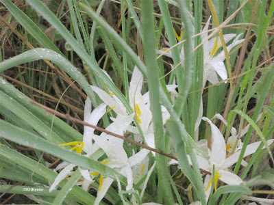 star-lily Leucocrinum montanum