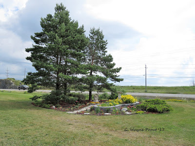Pinus banksiana - Jack Pine care and cultivation