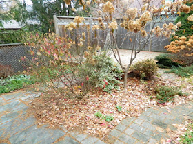 Oakwood Vaughan Toronto Backyard Fall Cleanup Before by Paul Jung Gardening Services--a Toronto Gardening Company