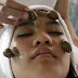 Why You Should Consider Snail Beauty Treatments 