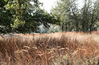 Grasses, including yellow indian-grass and little bluestem, with live oaks. ©2007 Margaret Bamberger