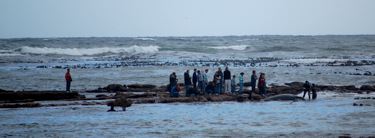 Whales beach in Kommetjie, Cape Town, South Africa. Whale swims into the rocks.
