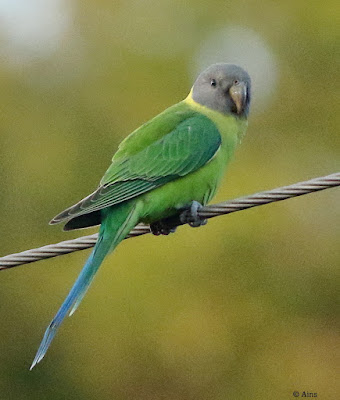 "Plum-headed Parakeet - Psittacula cyanocephala sitting on a wire."