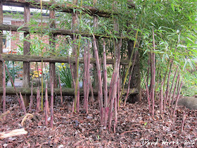 clump of shoots, bamboo, trees, spring, rhizomes