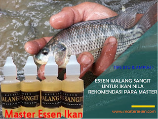 Essen Walang Sangit Untuk Ikan Nila