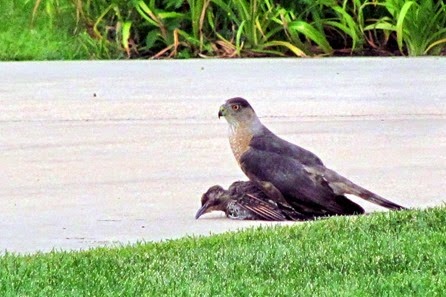IMG_0018 IMG_0018