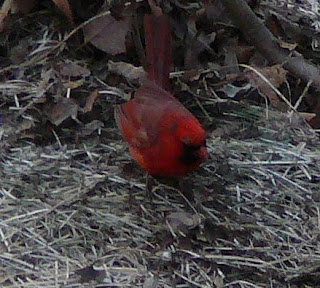 young male cardinal