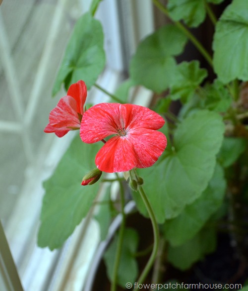 pelargonium
