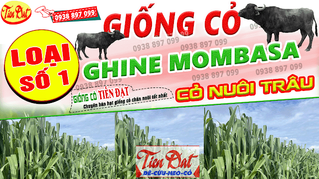 7 Loại giống cỏ nuôi trâu có năng suất cao nhất tại Việt Nam