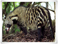 African Civet Animal Pictures