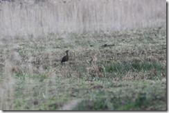 Glossy Ibis