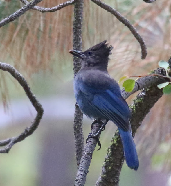 Steller's Jay