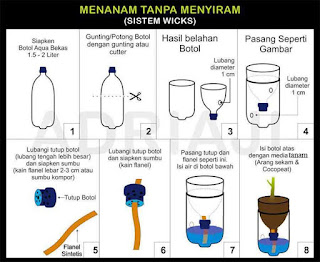 Cara Budidaya Tanaman Tomat Hidroponik