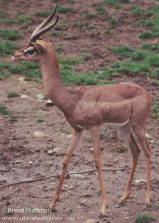 antilope jirafa Litocranius walleri