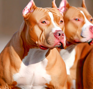 Problems in Red Nose Pitbulls