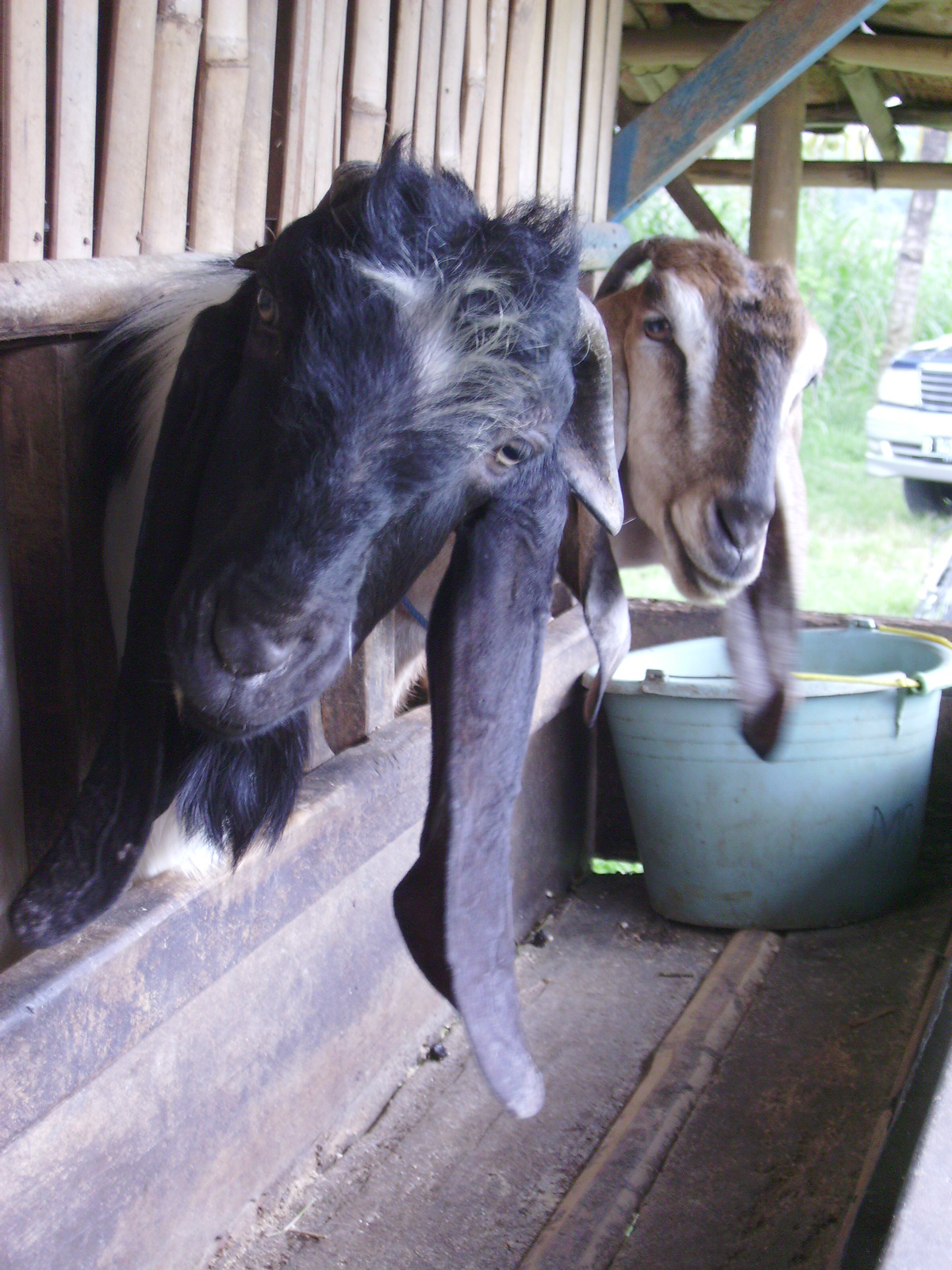 Kambing untuk Susunya