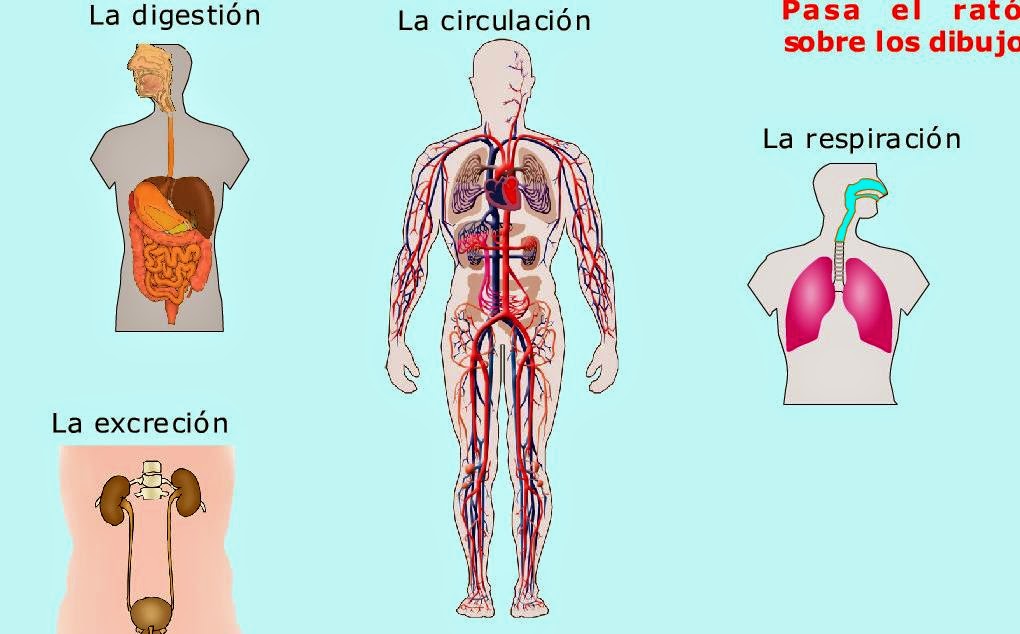  http://iespoetaclaudio.centros.educa.jcyl.es/sitio/upload/funcion_nutricion3eso.swf