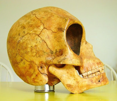 Sealand Skull, most important artifact that proves aliens exist.