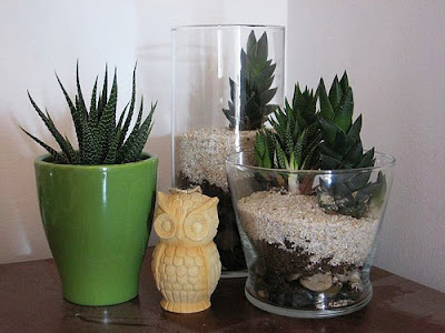 DIY easy and simple terrarium