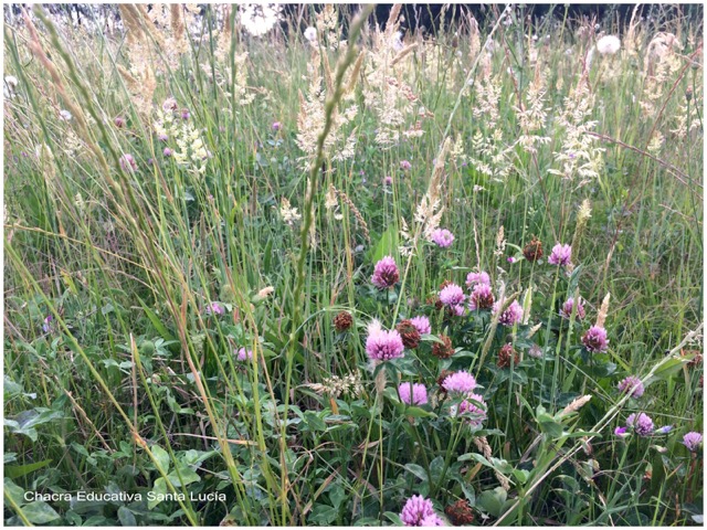 Tréboles en flor y gramíneas de la pradera - Chacra Educativa Santa Lucía