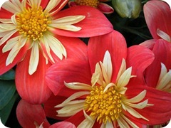 Colorful-Flower-pictures-9