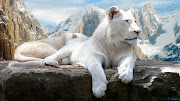 Download White Lion On Mountain Wallpaper, White Lion On Mountain Free .