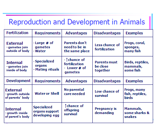 Mrs. Stein's 3rd Period STS Biology: Back from Break!