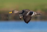 Yellow-billed duck - Birds In Flight Photography Cape Town with Canon EOS 7D Mark II Copyright Vernon Chalmers