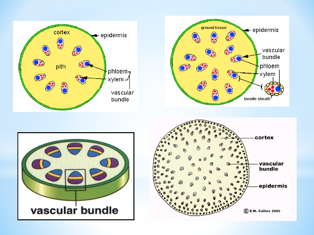 Vascular Bundle