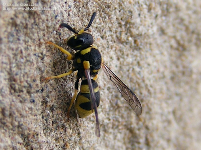 http://www.biodiversidadvirtual.org/insectarium/Eustenancistrocerus-blanchardianus-%28Saussure-1855%29-img600513.html