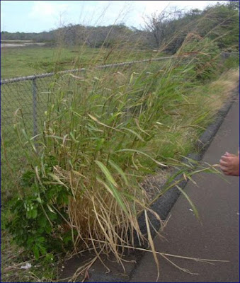 Rumput Glagah atau Rumput Johnson (Sorgum halepense) di Pinggir jalan