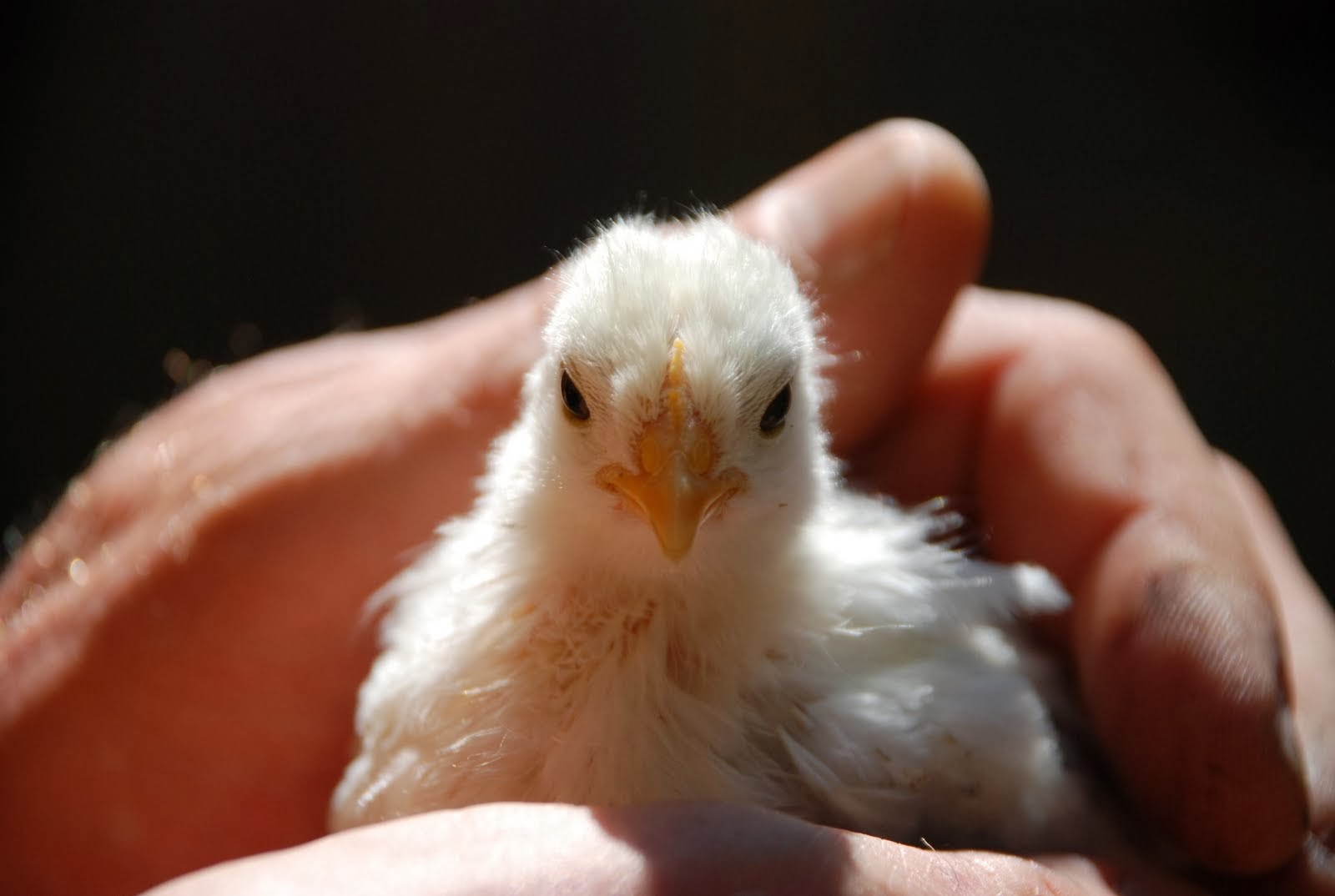 Happy Chickens Lay Healthy Eggs: Chickens in the winter - what not to ...