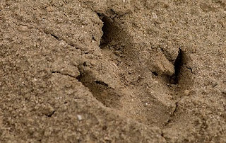  Footprints, momentary trace of Life in the Sand Trail in Valdes Peninsula