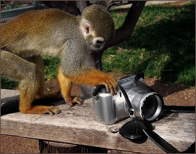 Animal With Camera Seen On www.coolpicturegallery.us