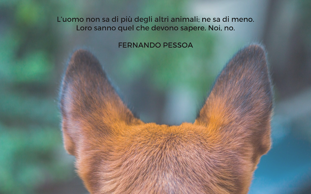 IL POTERE MAGICO DEGLI ANIMALI DOMESTICI (PARTE PRIMA)