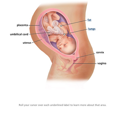 AufaZanKi: ~*trimester ketiga kehamilan*~