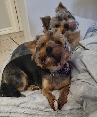 Two female Yorkie puppies laying on a bed
