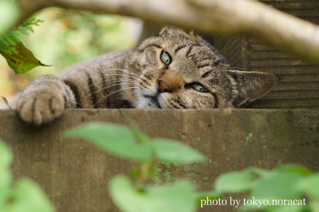 野良猫写真