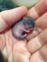 baby vole