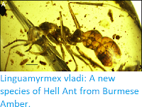 http://sciencythoughts.blogspot.co.uk/2017/09/linguamyrmex-vladi-new-species-of-hell.html