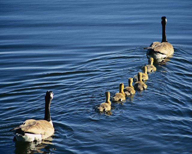 Baby Ducks with Their 'Parents' Ducks