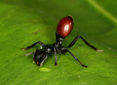 Ant infected with a parasite